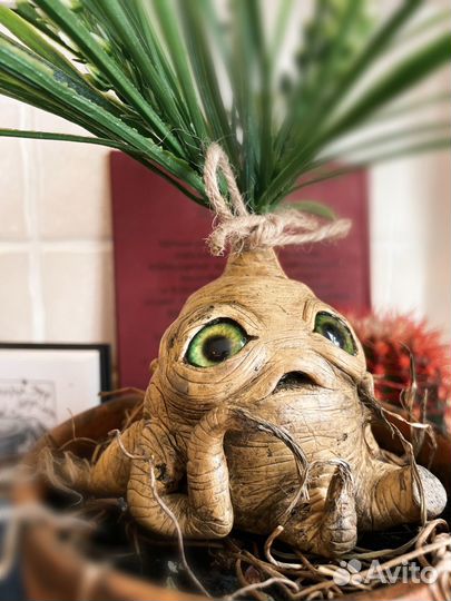 Корень мандрагоры