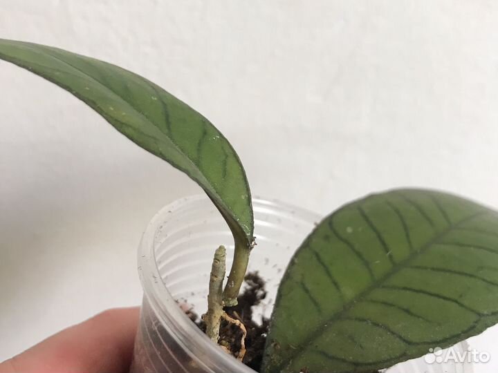 Хлйя Boerneo Gunung Gading