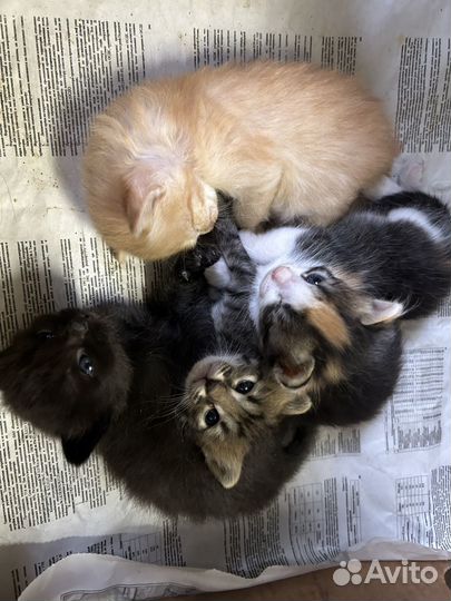 Котята в добрые руки