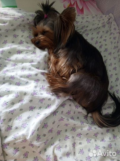 Вязка собак йорк