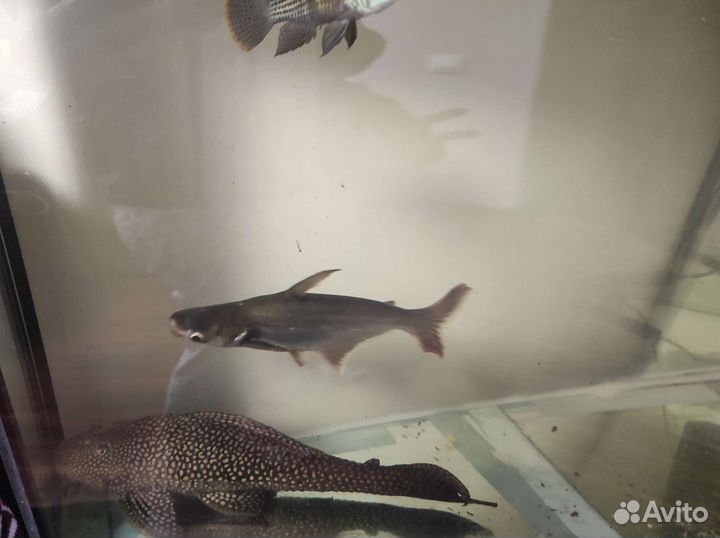 Пангасиус (акулий сом), паку альбинос, попугаи