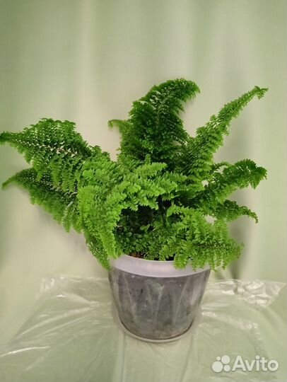 Нефролеписы разные сорта, комнатные растения 6