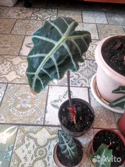 Алоказия Полли