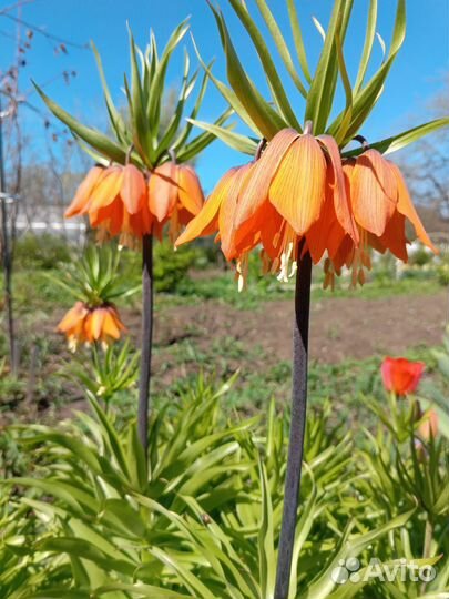 Рябчик императорский луковицы