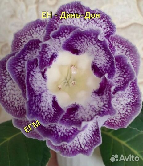 Глоксинии укорененные черенки, пасынки, клубни