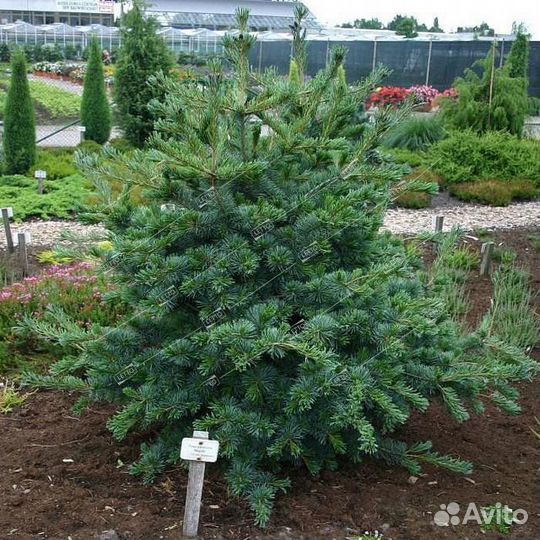 Сосна мелкоцветковая Негиши 90/100 Pinus parviflor