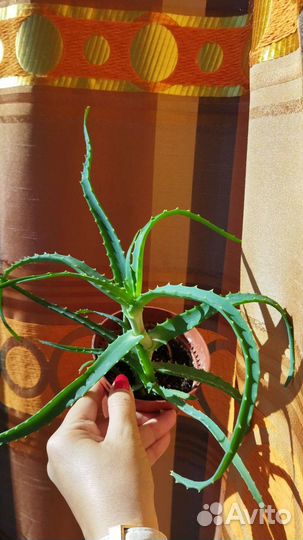 Алоэ лечебный