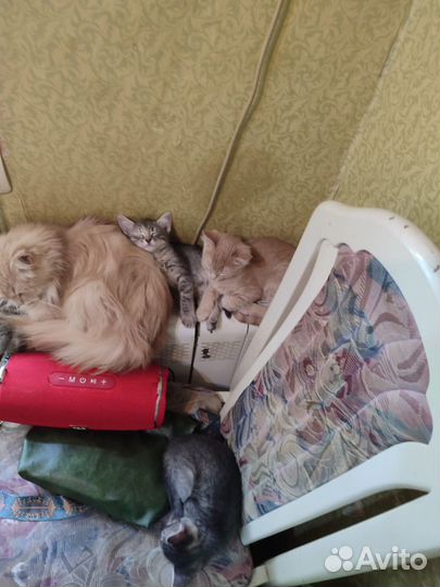 Котята