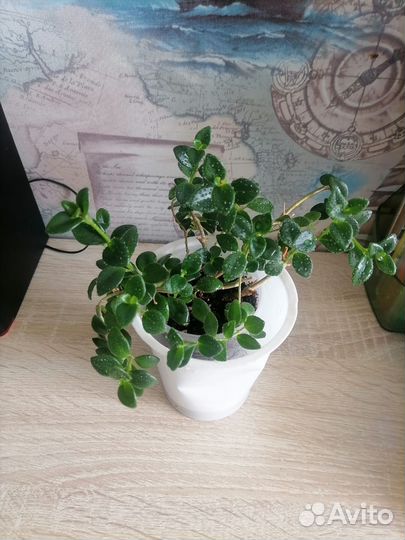 Комнатные растения