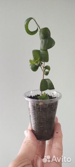 Фикус Барок