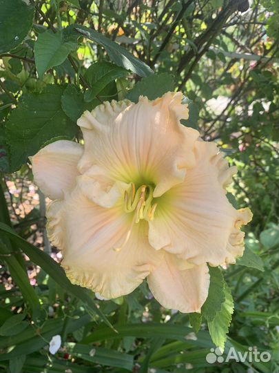 Набор лилейников