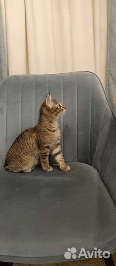 Котенок 2,5 мес, девочка