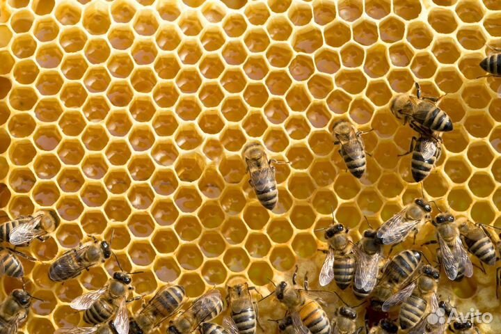 Пчелопакеты и пчелосемьи