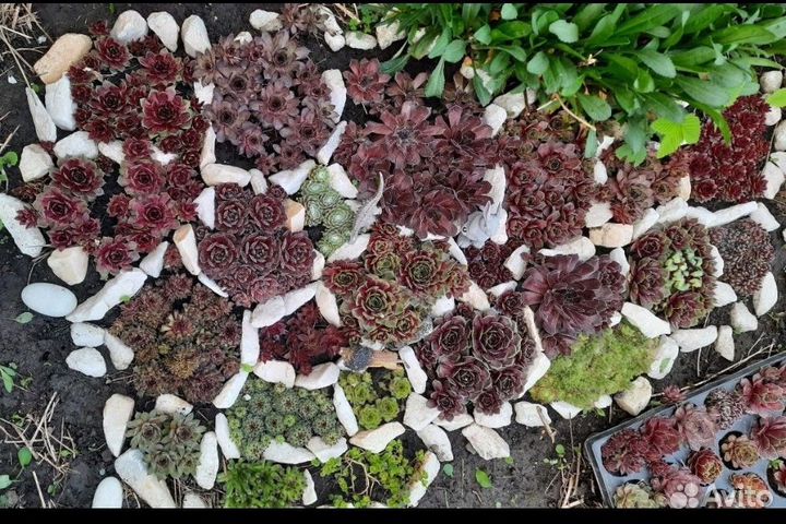 Молодило. Каменная роза