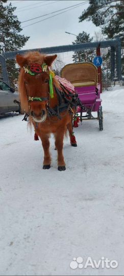 Карета фаэтон для пони или клеппера