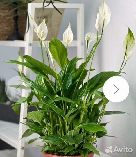 Спатифиллум Шопен (женское счастье)