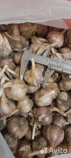 Чеснок
