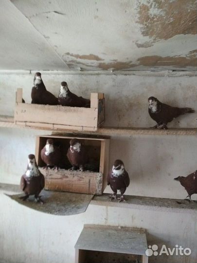 Артемоны старая линия, сивые