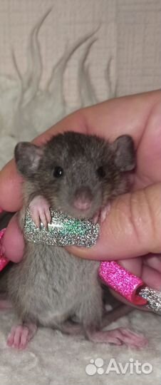 Крысы Дамбо Малыши