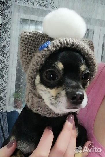 Шапочка для собаки