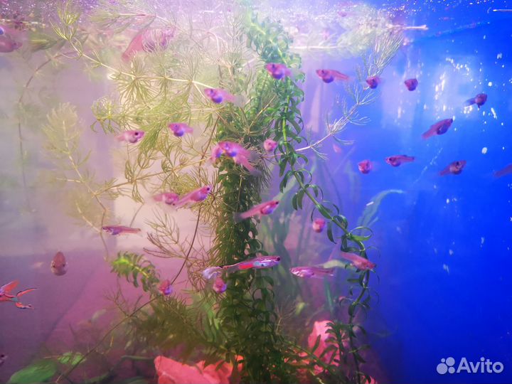 Гуппи ассорти. Аквариумные рыбки