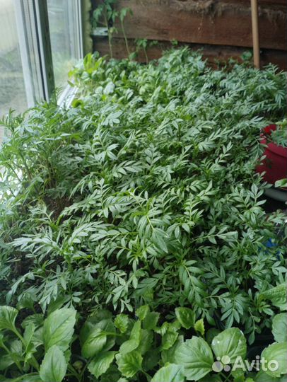 Рассада капусты