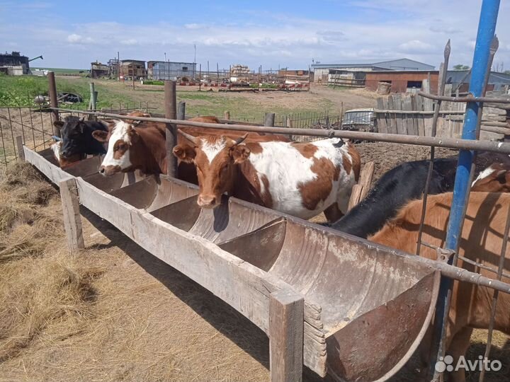 Продажа крс