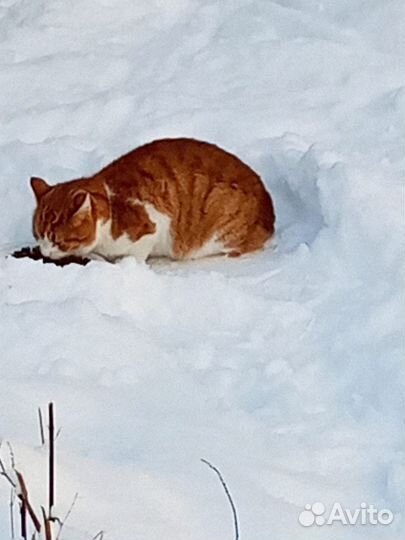 Молодой кот в добрые руки