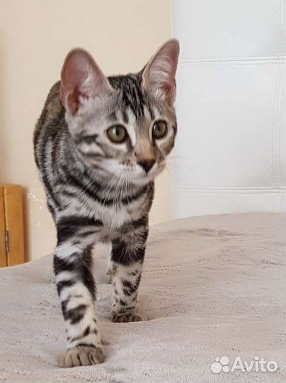 Бенгальская кошка