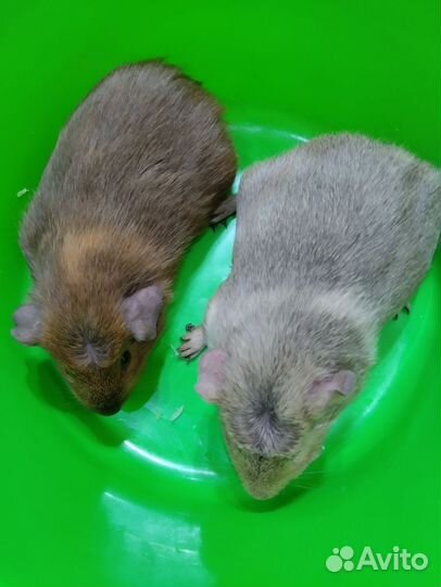 Свиненок на подарки вашим любимым