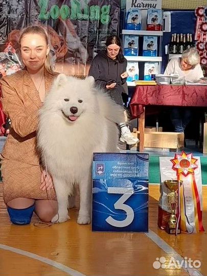 Вязка Самоедская лайка