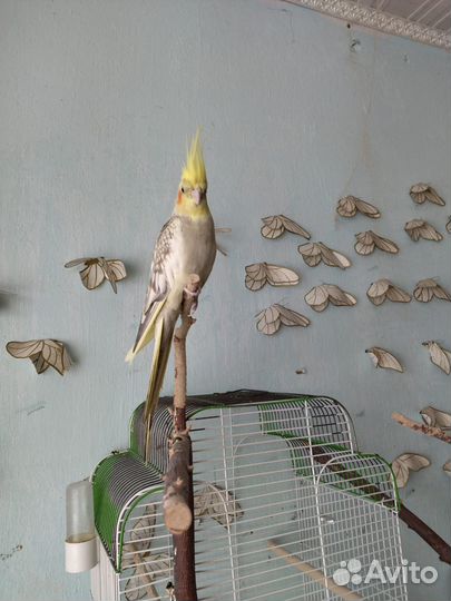 Попугай корелла с клеткой