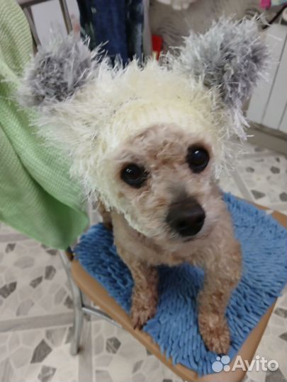 Потерялся пес