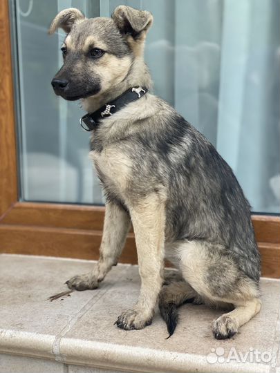 Щенок в добрые руки бесплатно