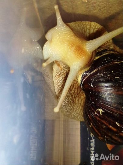 Улитки ахатина иммакулята