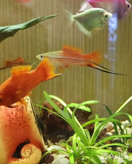 Меченосцы самцы