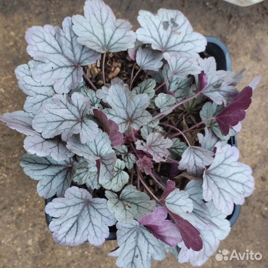 Саженцы гейхеры Сильвер Гамдроп