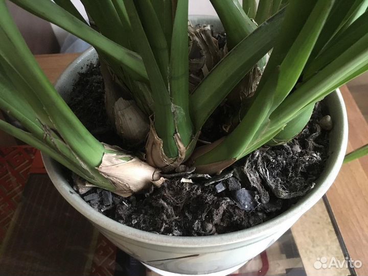 Продам орхидею