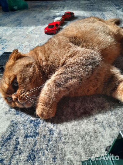 Кот в добрые руки