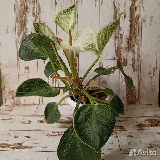 Филодендрон биркин