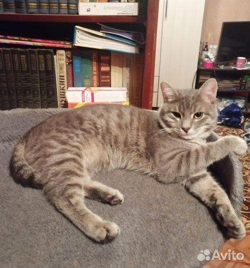 Ласковый котенок-подросток в добрые руки