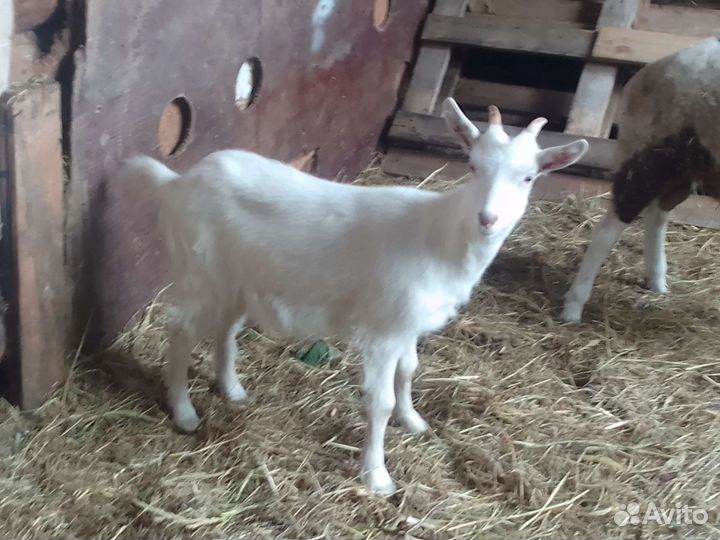 Козачка 3 месица