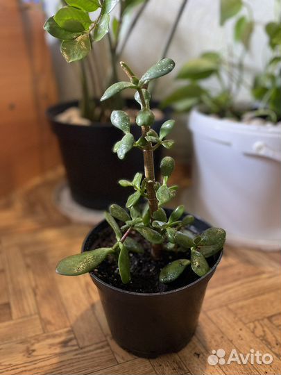 Денежное дерево толстянка крассула
