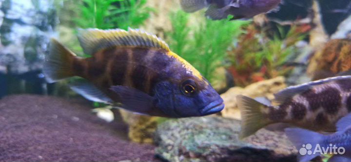 Малавийские цихлиды Золотой леопард