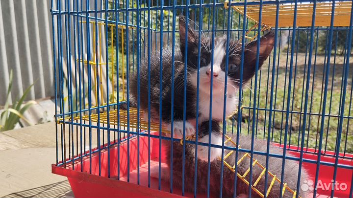 Отдам милейших котят