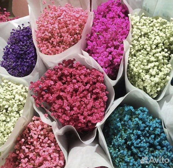 Гипсофила сухоцвет