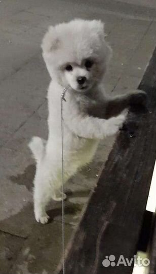 Щенки шпица