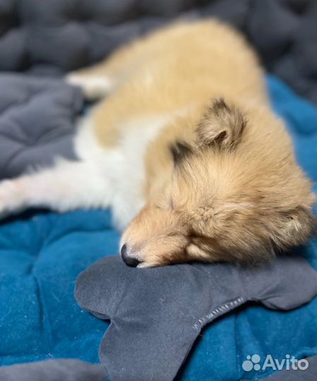 Щенки колли