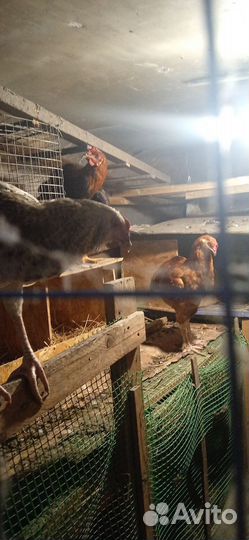 Петух брама