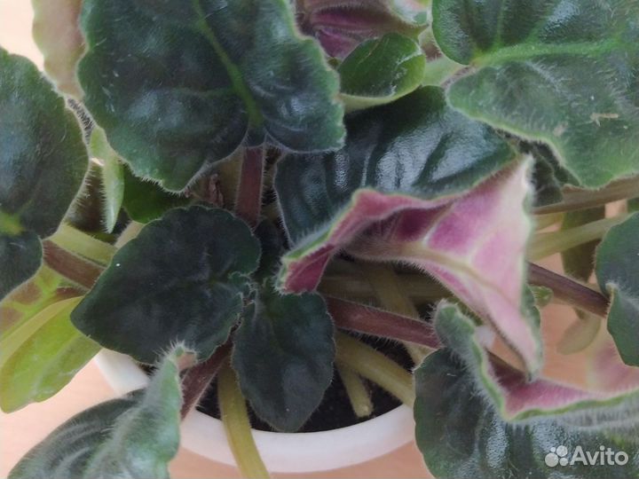 Фиалка в горшке